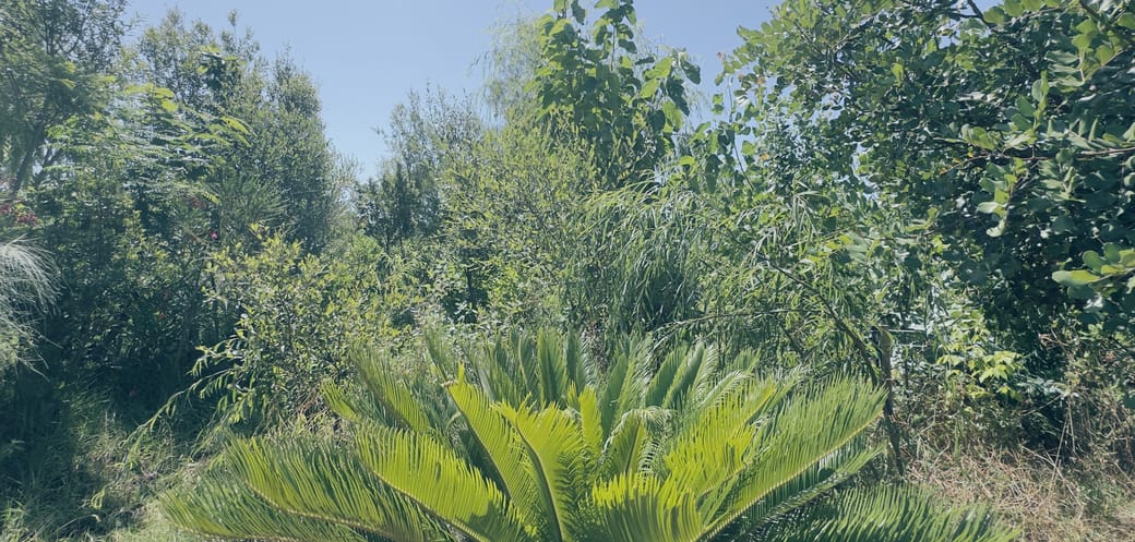The food forest on Quinta da Fornalha.